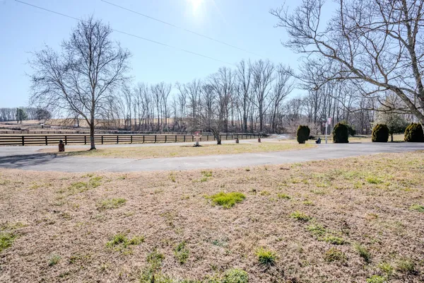 a street view with large trees