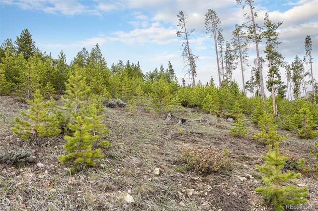 a view of a yard with plants and large trees