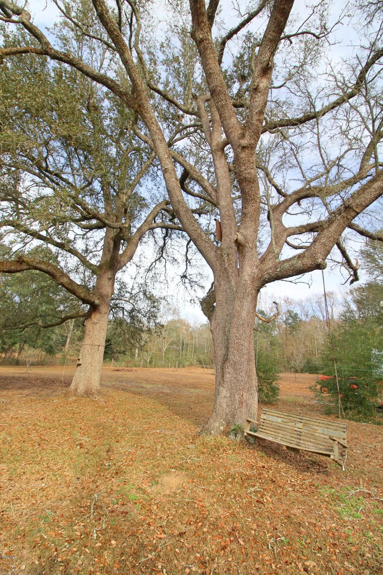 189 Devaughn Road Lucedale, MS 39452 - Photo 40 of 46 Oak Trees in the Backyard