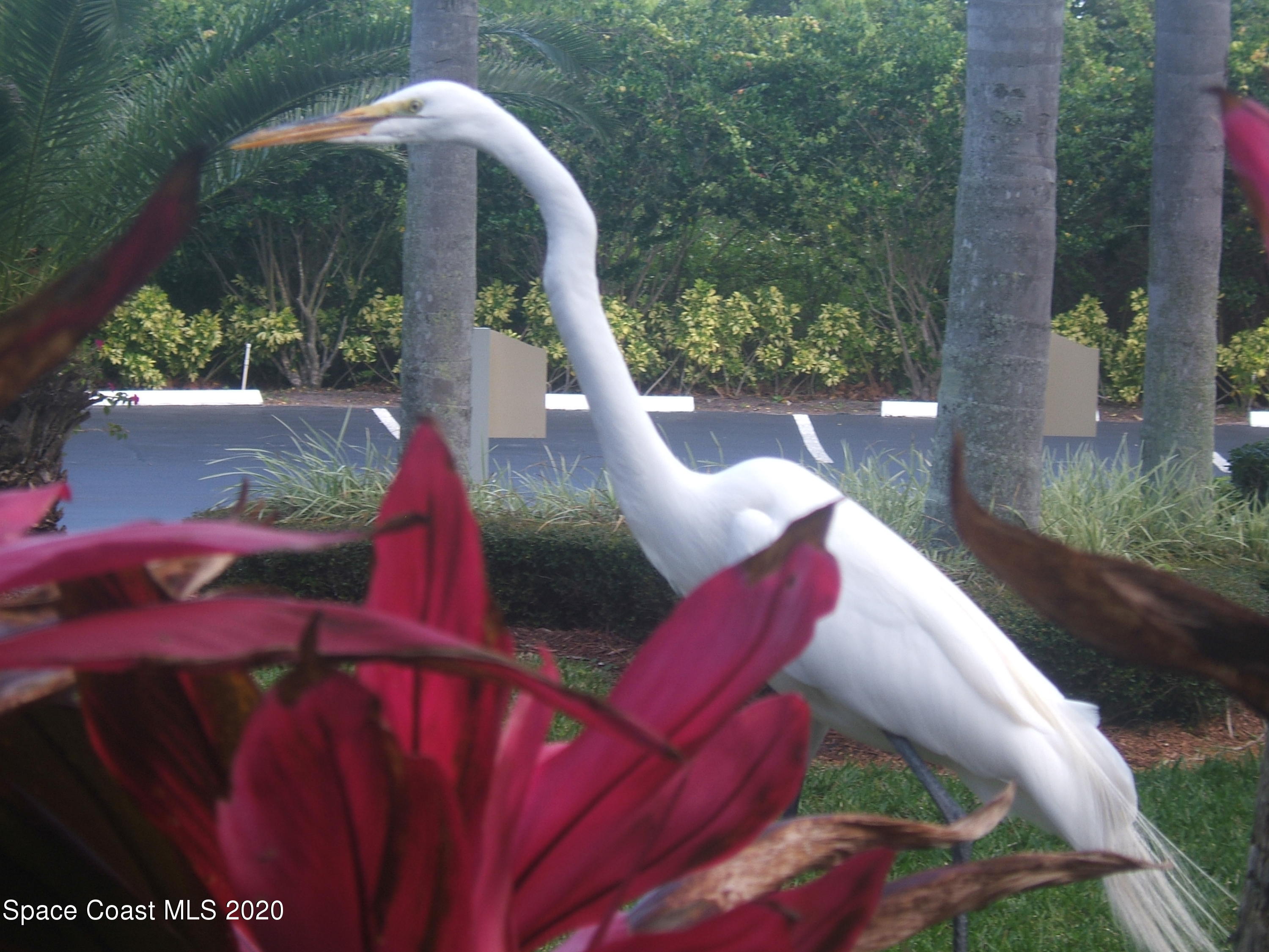 7667 North Wickham Road, Unit 406 Melbourne, FL 32940 - Photo 27 of 28 WILDLIFE
