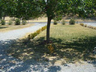 16872 Stagecoach Road Corning, CA 96021 - Photo 3 of 8 a view of a yard with an trees