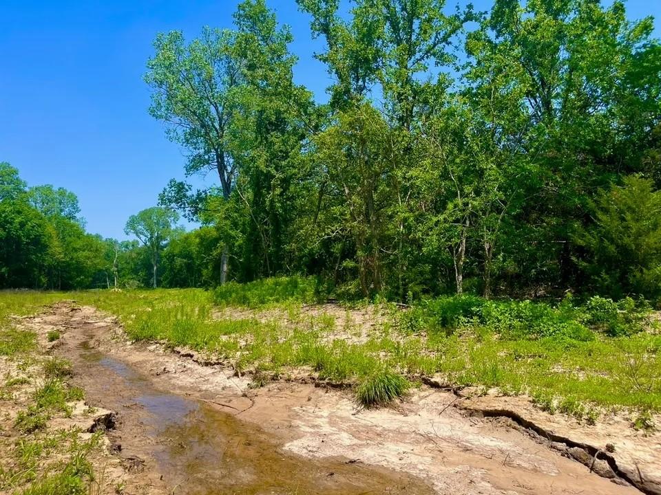 Lot 49 Wicklow Court Poolville, TX 76487 - Photo 3 of 3 a view of a yard with plants and large trees