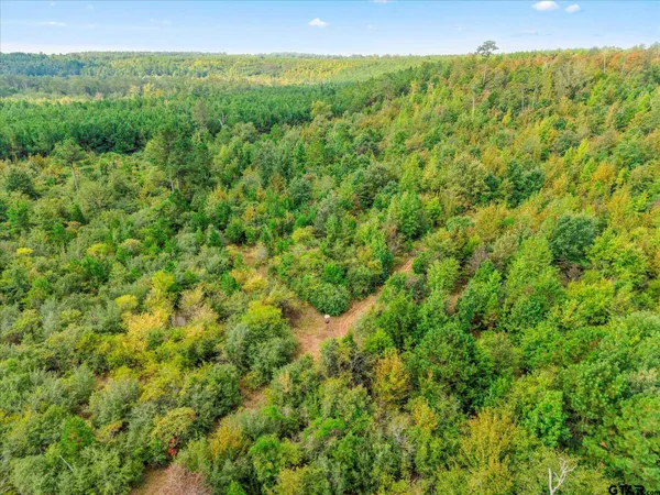 a view of a forest with a street