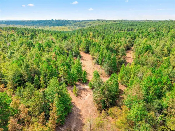 a view of a big yard with plants and large trees