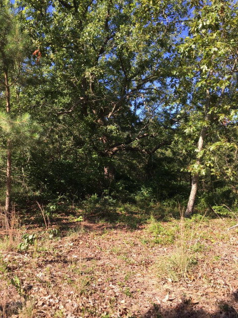 541 Gunter Pond Road Wagener, SC 29164 - Photo 4 of 6