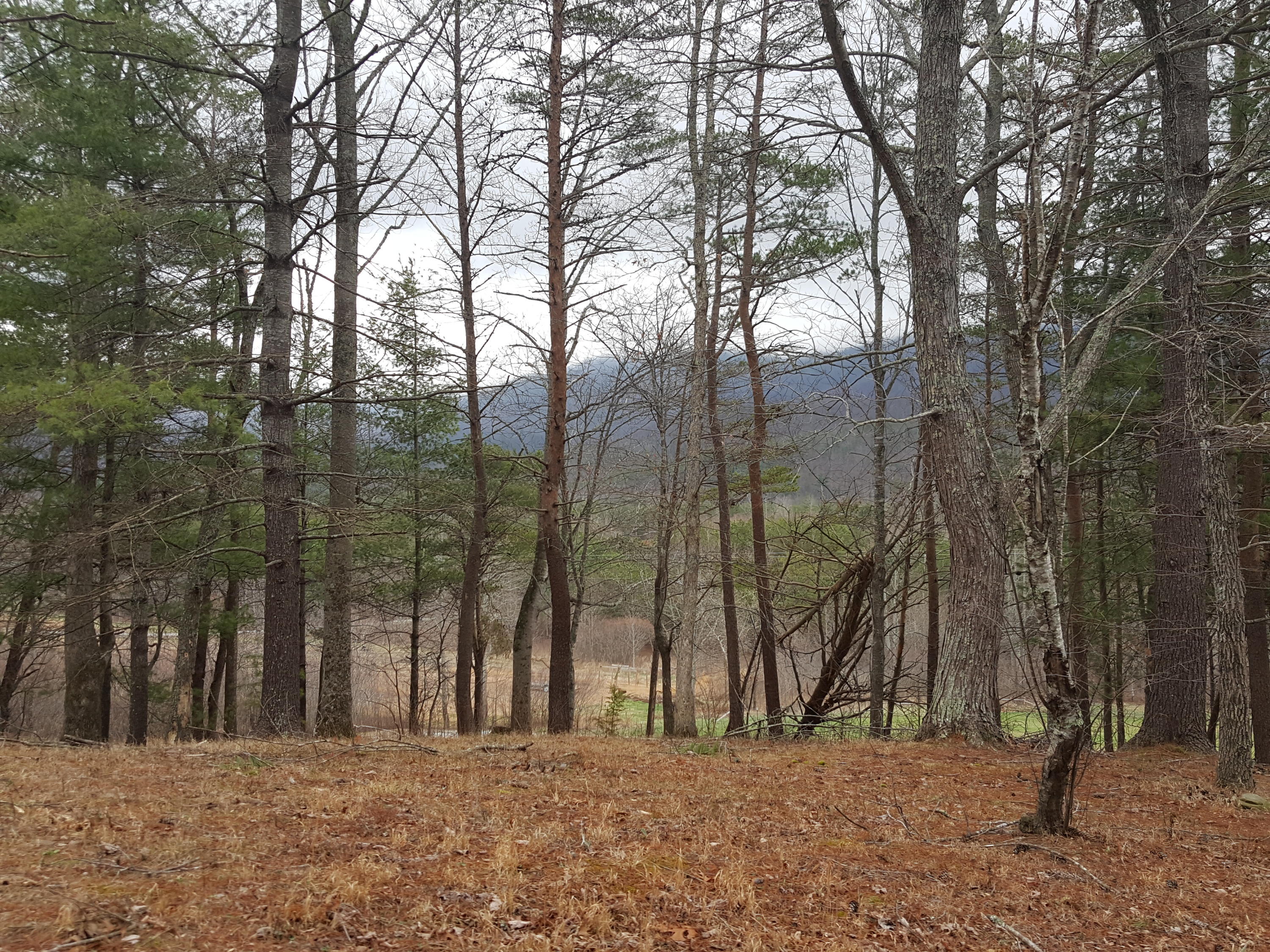 2529 Smithfield Road Tellico Plains, TN 37385 - Photo 3 of 22 20170219_121523