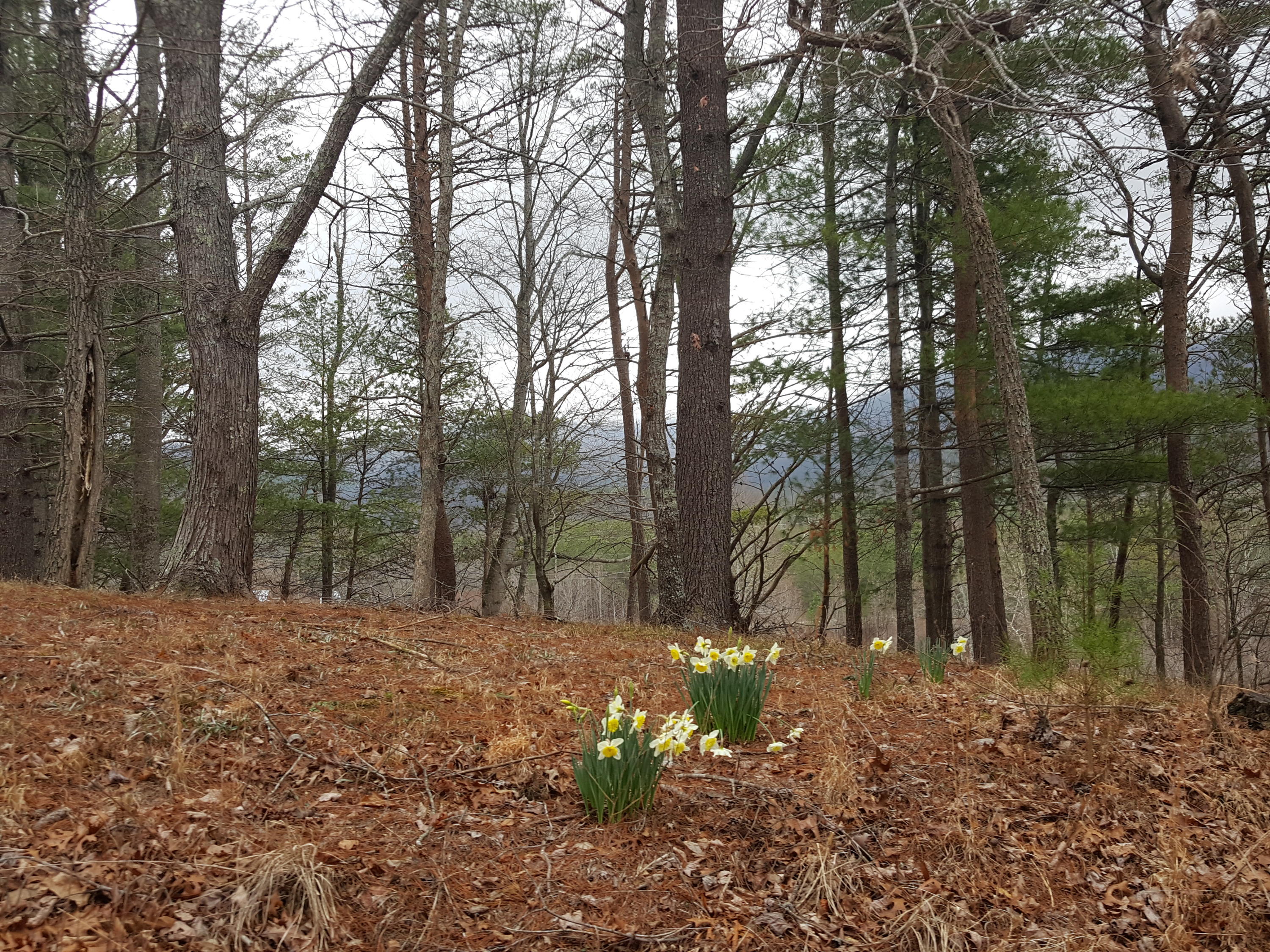 2529 Smithfield Road Tellico Plains, TN 37385 - Photo 8 of 22 20170219_121515
