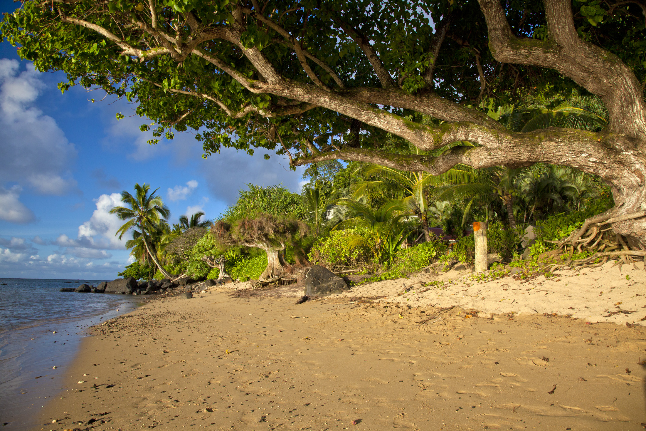 4261 Anini Road, Unit 2 Princeville, HI 96722 - Photo 27 of 28 a view of a yard with blue flowers