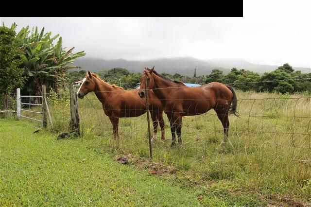 215 Maia Road Hana, HI 96713 - Photo 23 of 23 a view of yard with green space