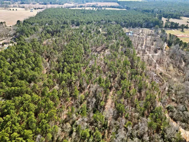 a view of a forest with a building