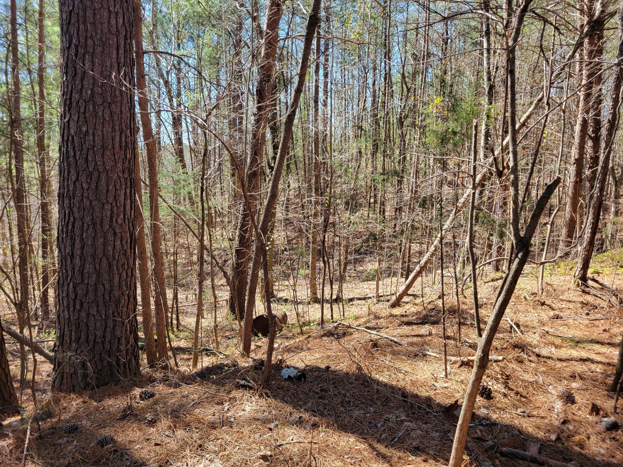 0 Henry Ross Road Crandall, GA 30711 - Photo 4 of 10 Gallery Image 4