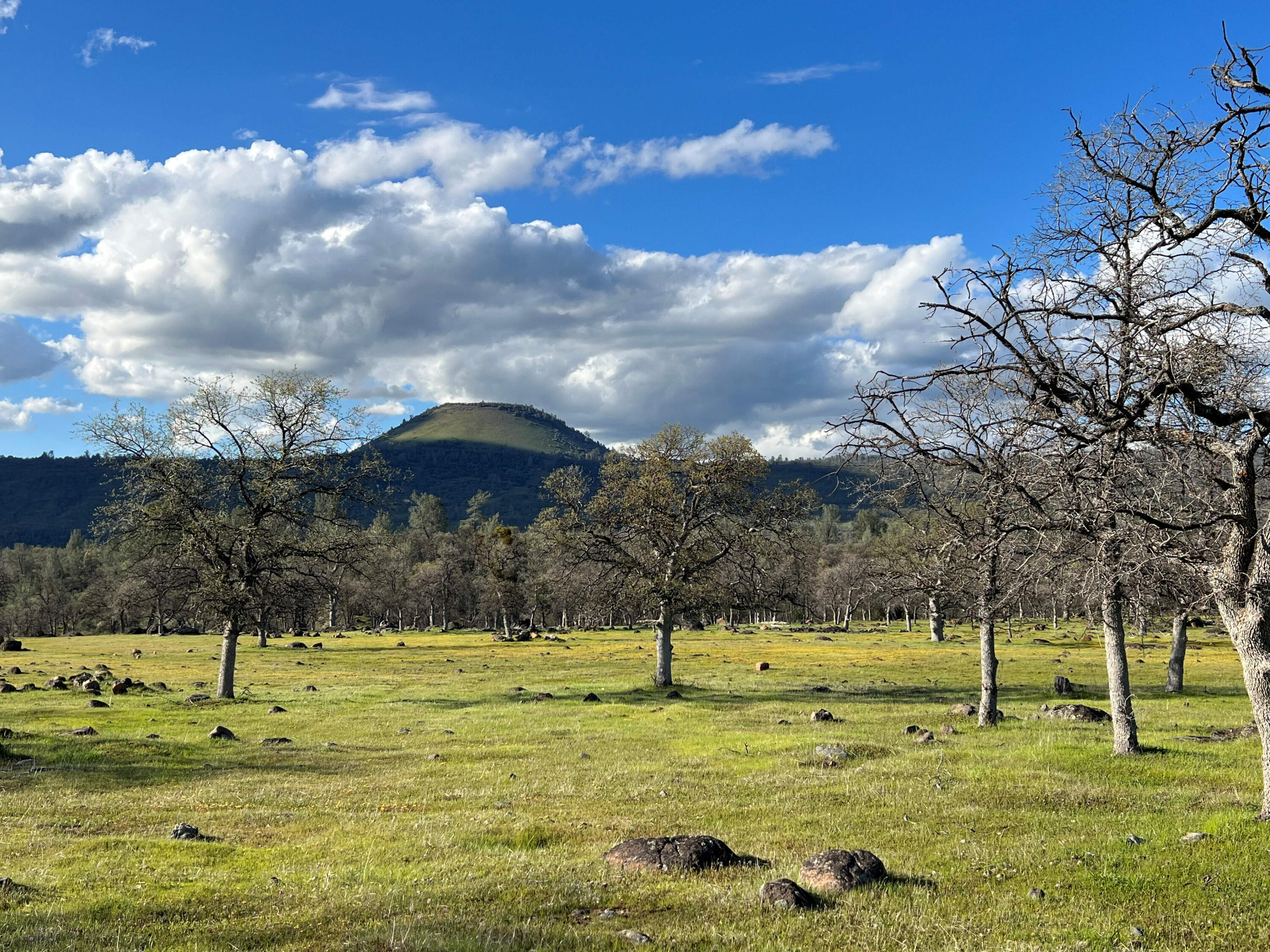 21675 Wildcat Road Shingletown, CA 96088 - Photo 11 of 65 a view of a yard with a house