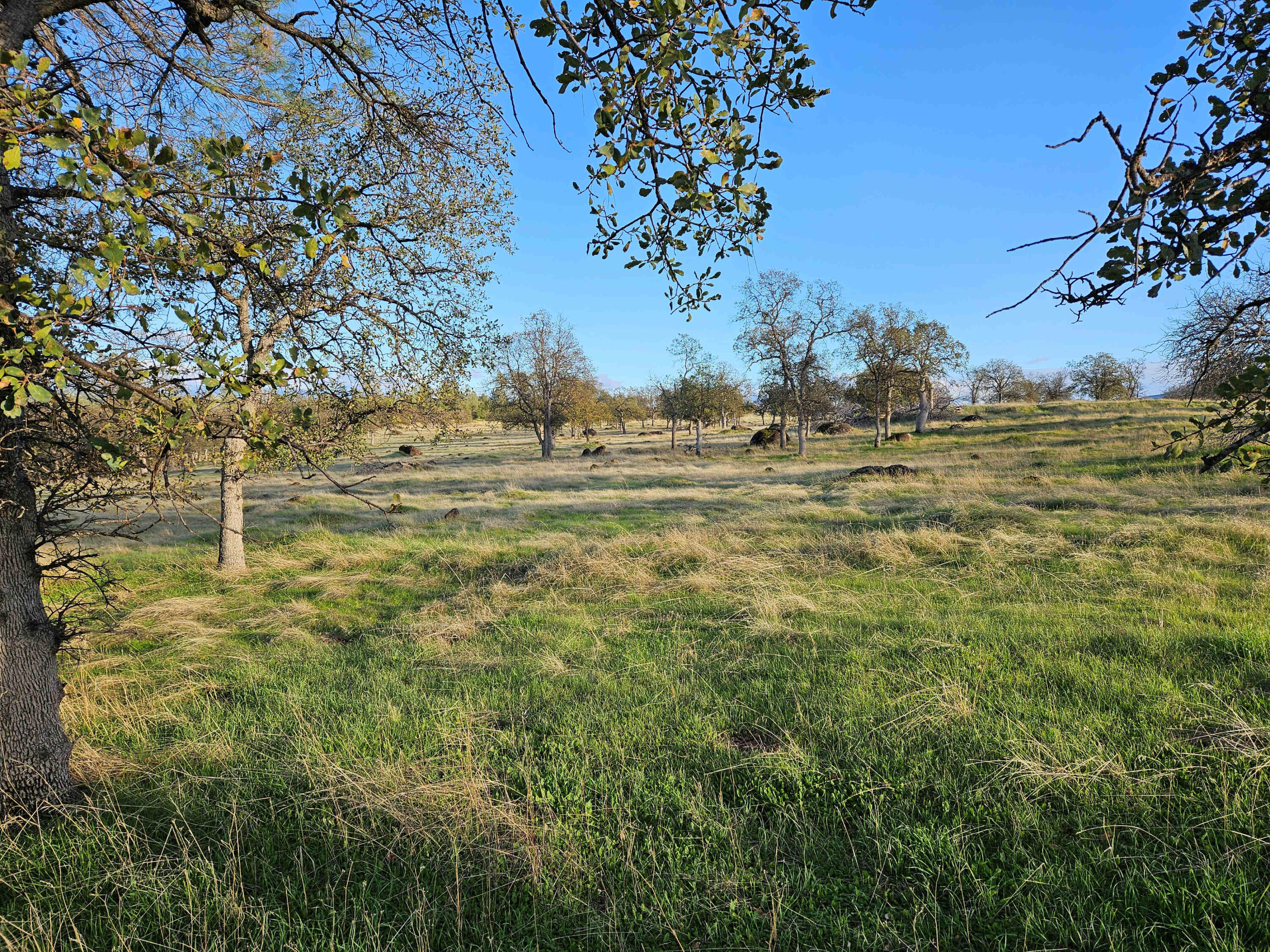 21675 Wildcat Road Shingletown, CA 96088 - Photo 14 of 65 a view of beach and small trees
