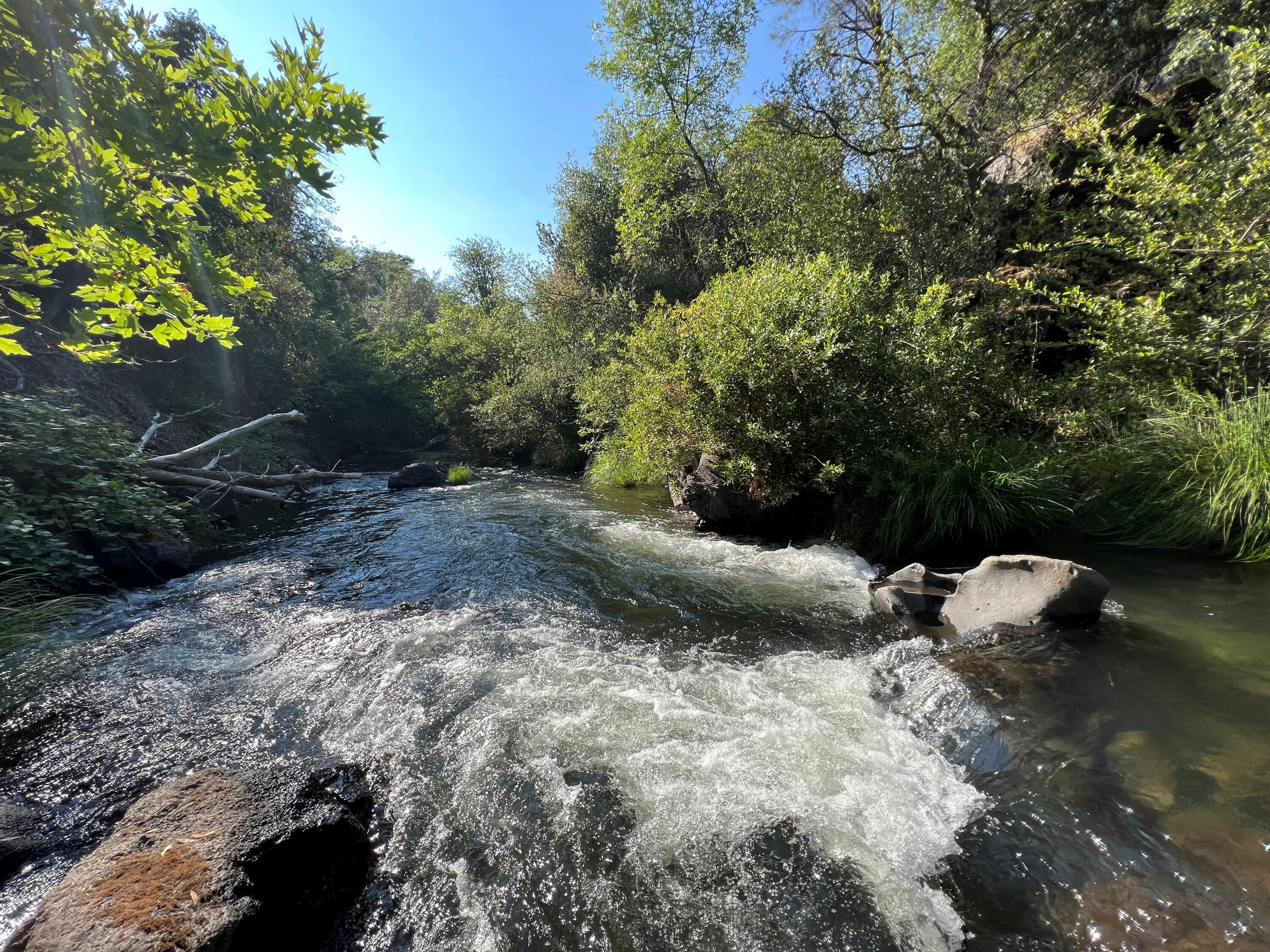 21675 Wildcat Road Shingletown, CA 96088 - Photo 19 of 65 a view of a forest with trees