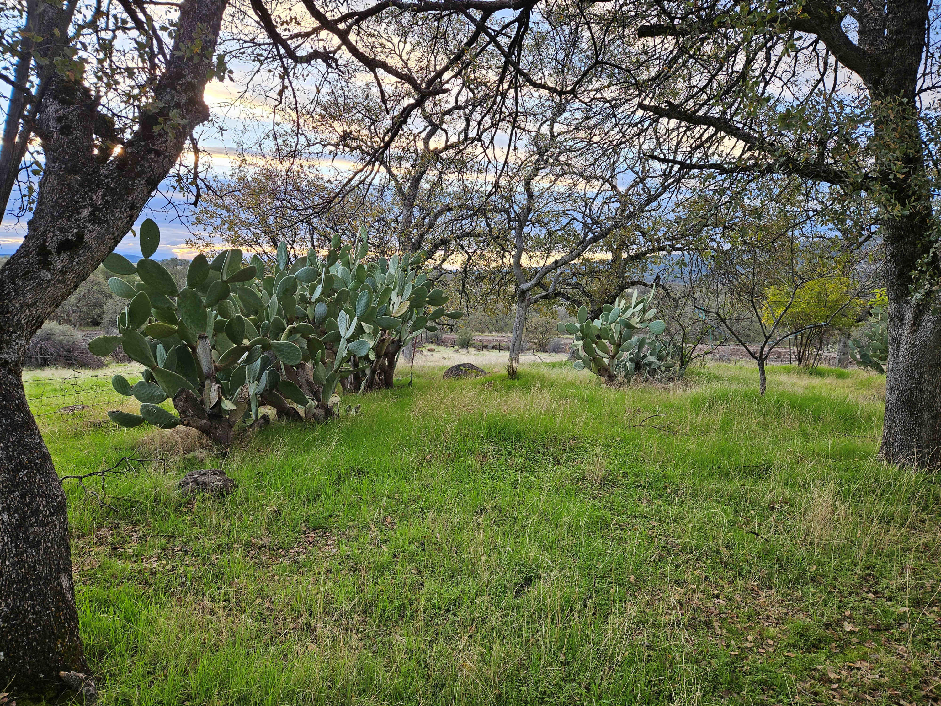 21675 Wildcat Road Shingletown, CA 96088 - Photo 22 of 65 Cacti behind mobile