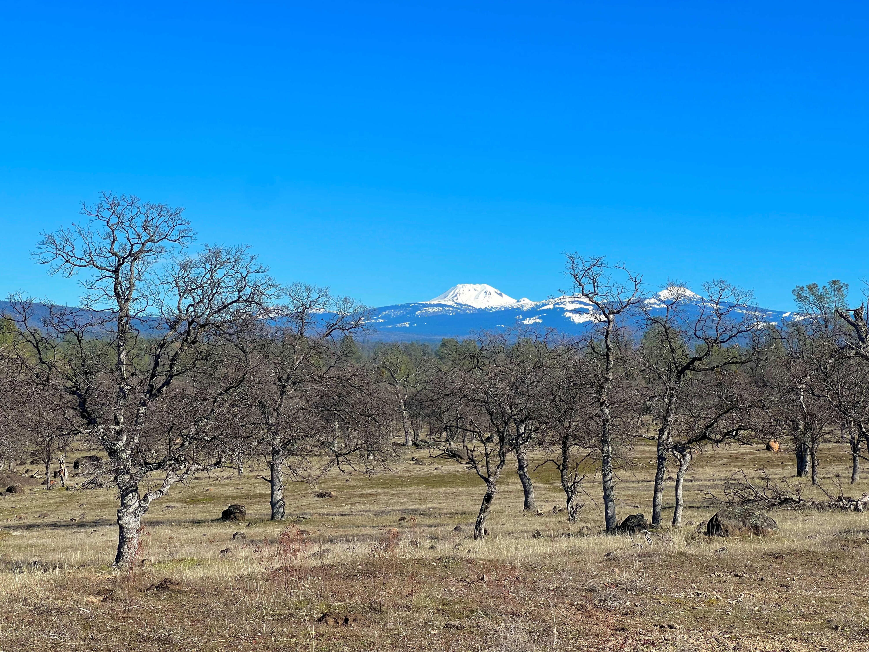 21675 Wildcat Road Shingletown, CA 96088 - Photo 41 of 65 a view of a yard with a tree