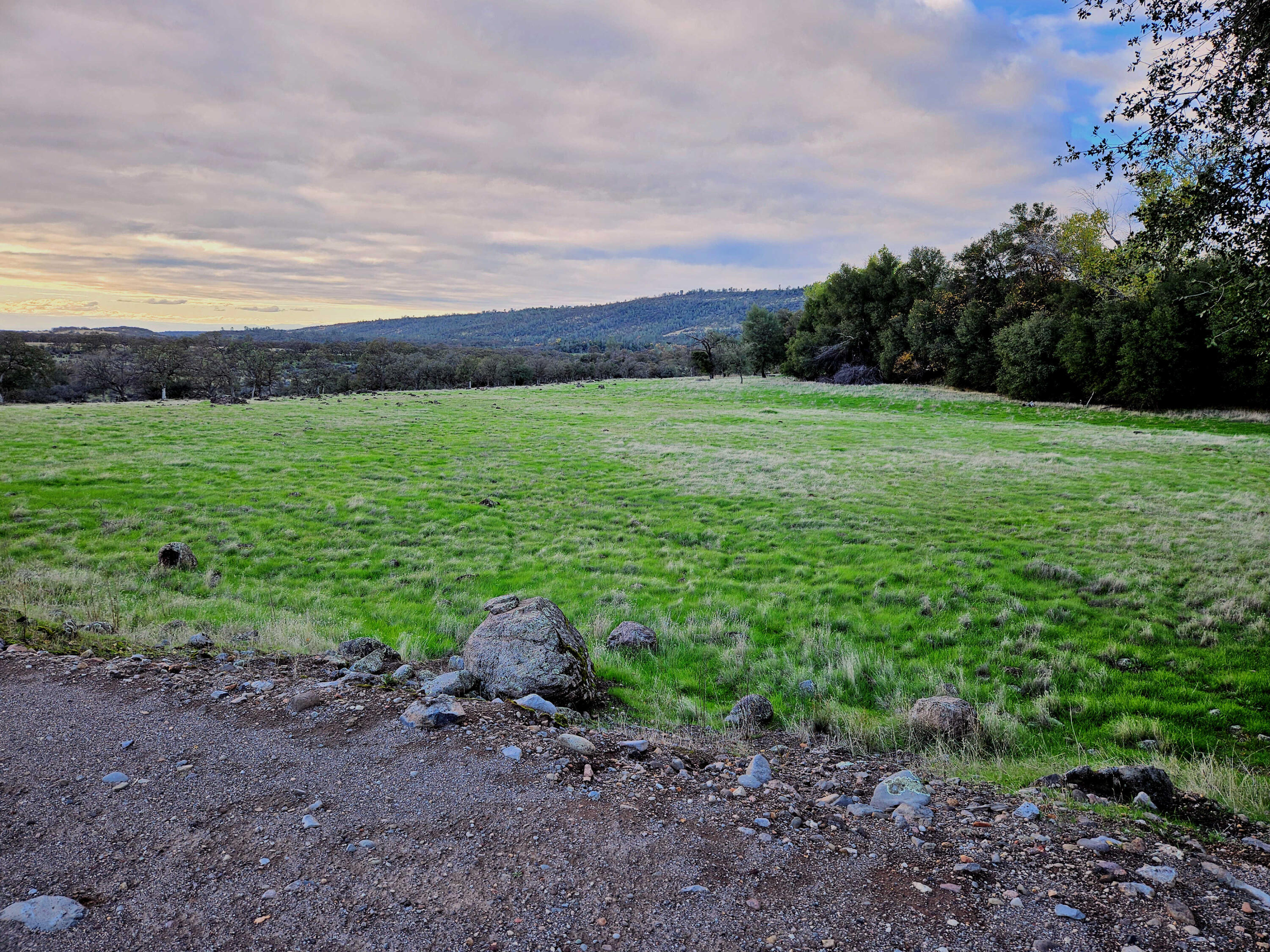 21675 Wildcat Road Shingletown, CA 96088 - Photo 42 of 65 a view of a garden with large trees