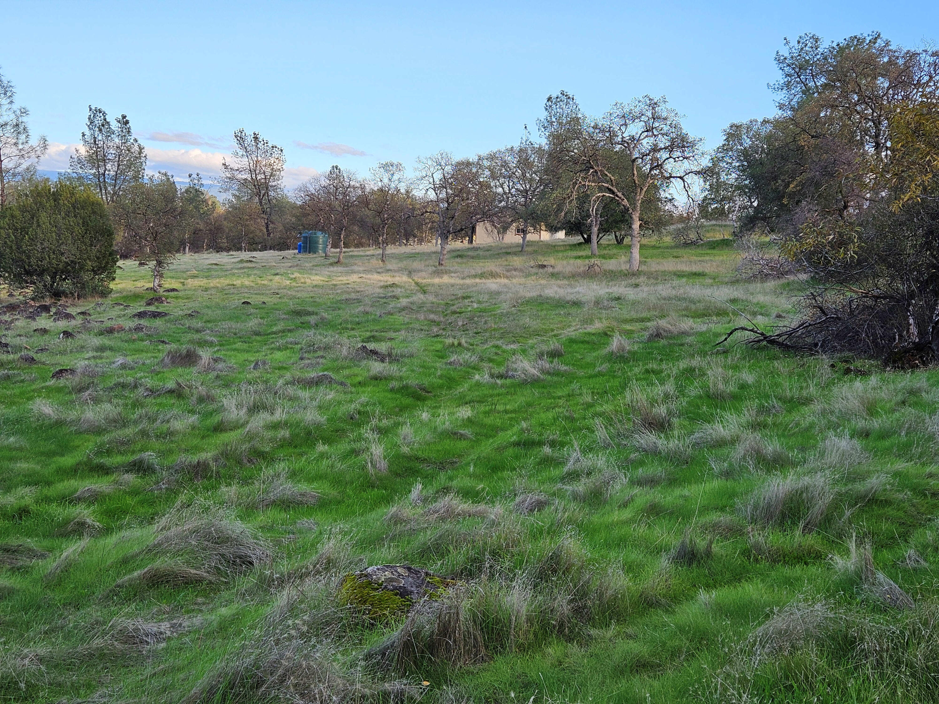 21675 Wildcat Road Shingletown, CA 96088 - Photo 52 of 65 a view of outdoor space with green field and trees all around