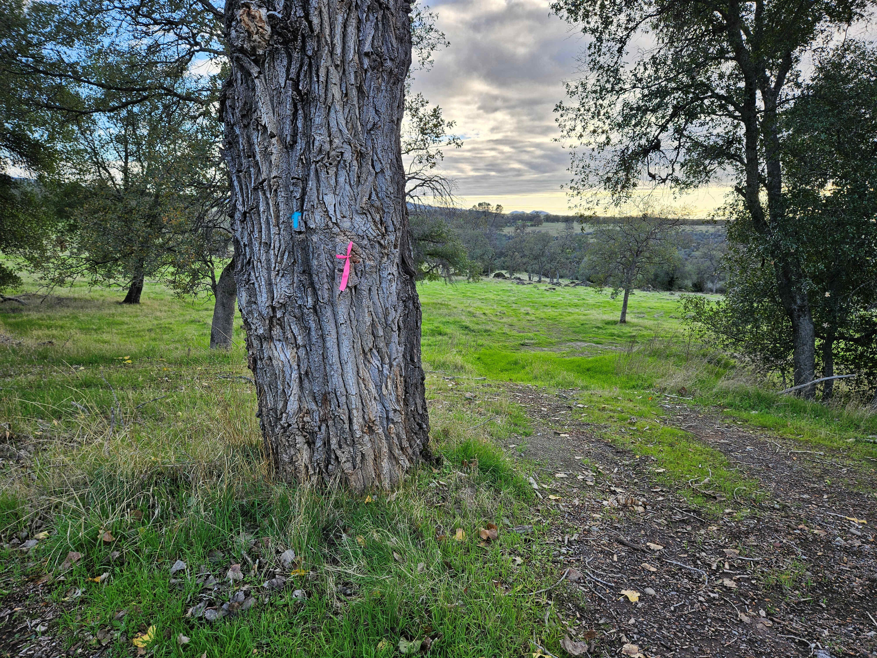 21675 Wildcat Road Shingletown, CA 96088 - Photo 58 of 65 a view of an outdoor space with a lake view