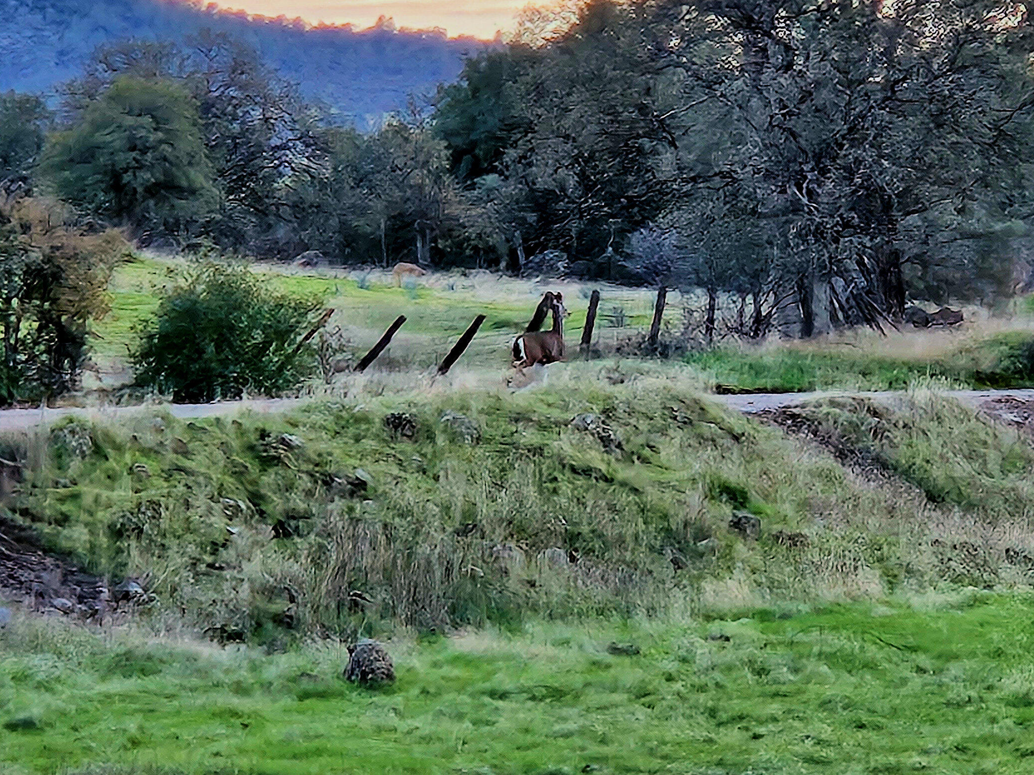 21675 Wildcat Road Shingletown, CA 96088 - Photo 62 of 65 an aerial view of a house with a yard