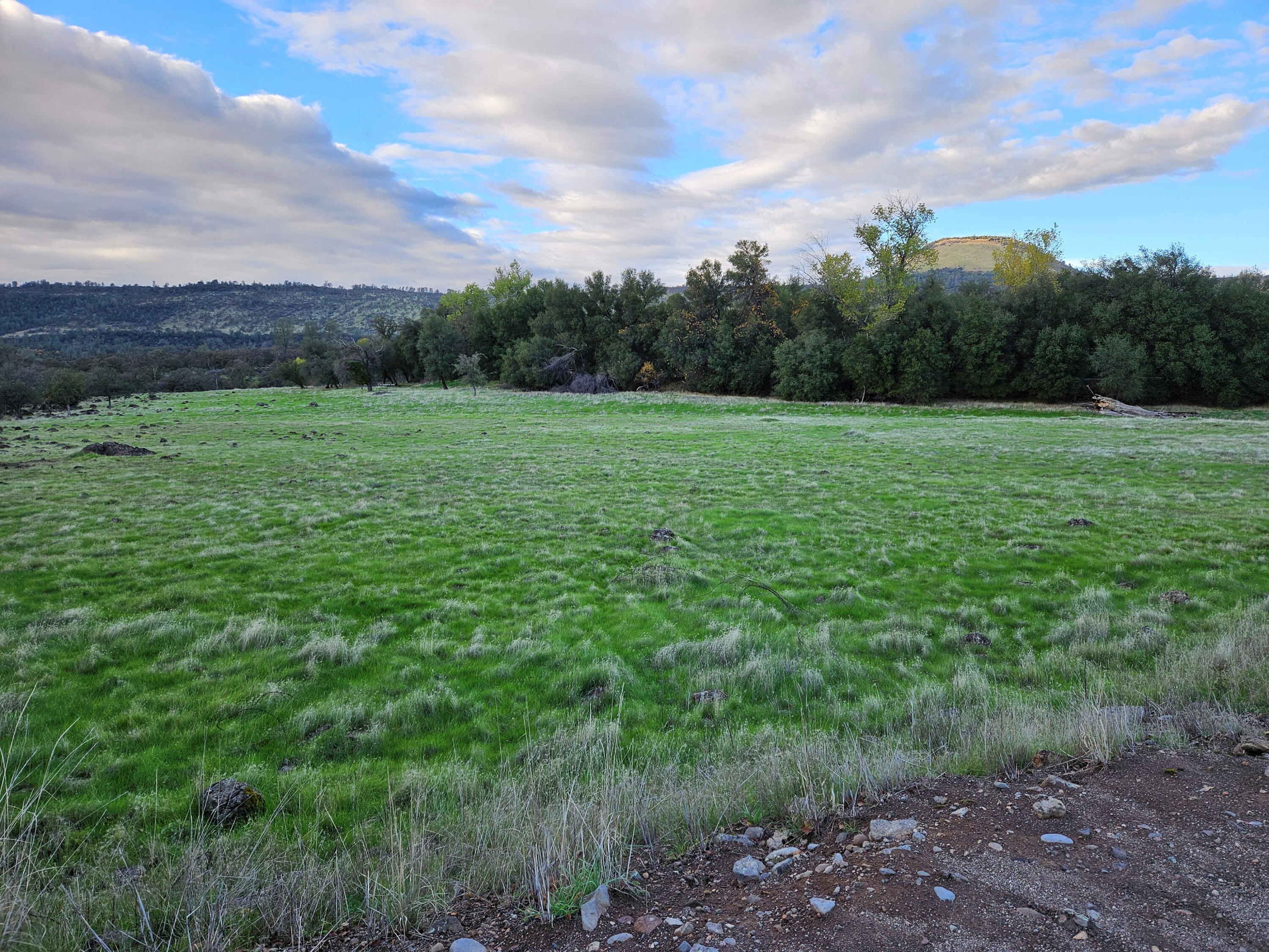 21675 Wildcat Road Shingletown, CA 96088 - Photo 8 of 65 a view of outdoor space with green field and trees