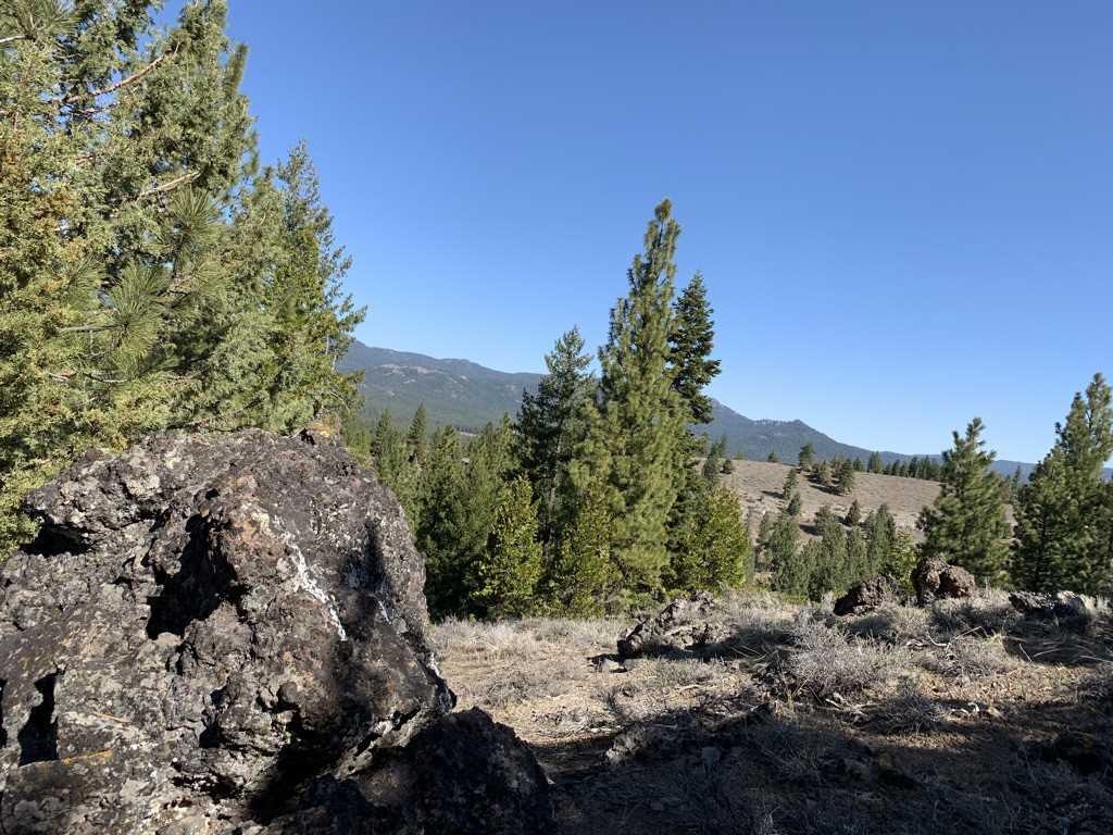 681 Clouds Rest Portola, CA 96122 - Photo 4 of 15 a view of a yard with a tree