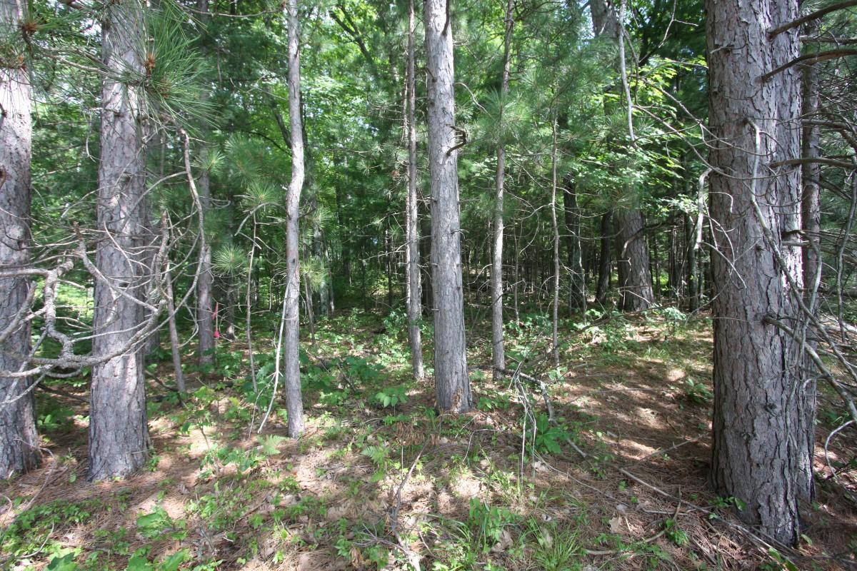 2-3 Bucktail Lane Rhinelander, WI 54501 - Photo 6 of 9 Gallery Image 6
