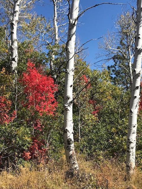 369 Whispering Pines Road, Unit 54 Springdale, UT 84767 - Photo 1 of 5 Lot 54 (2)
