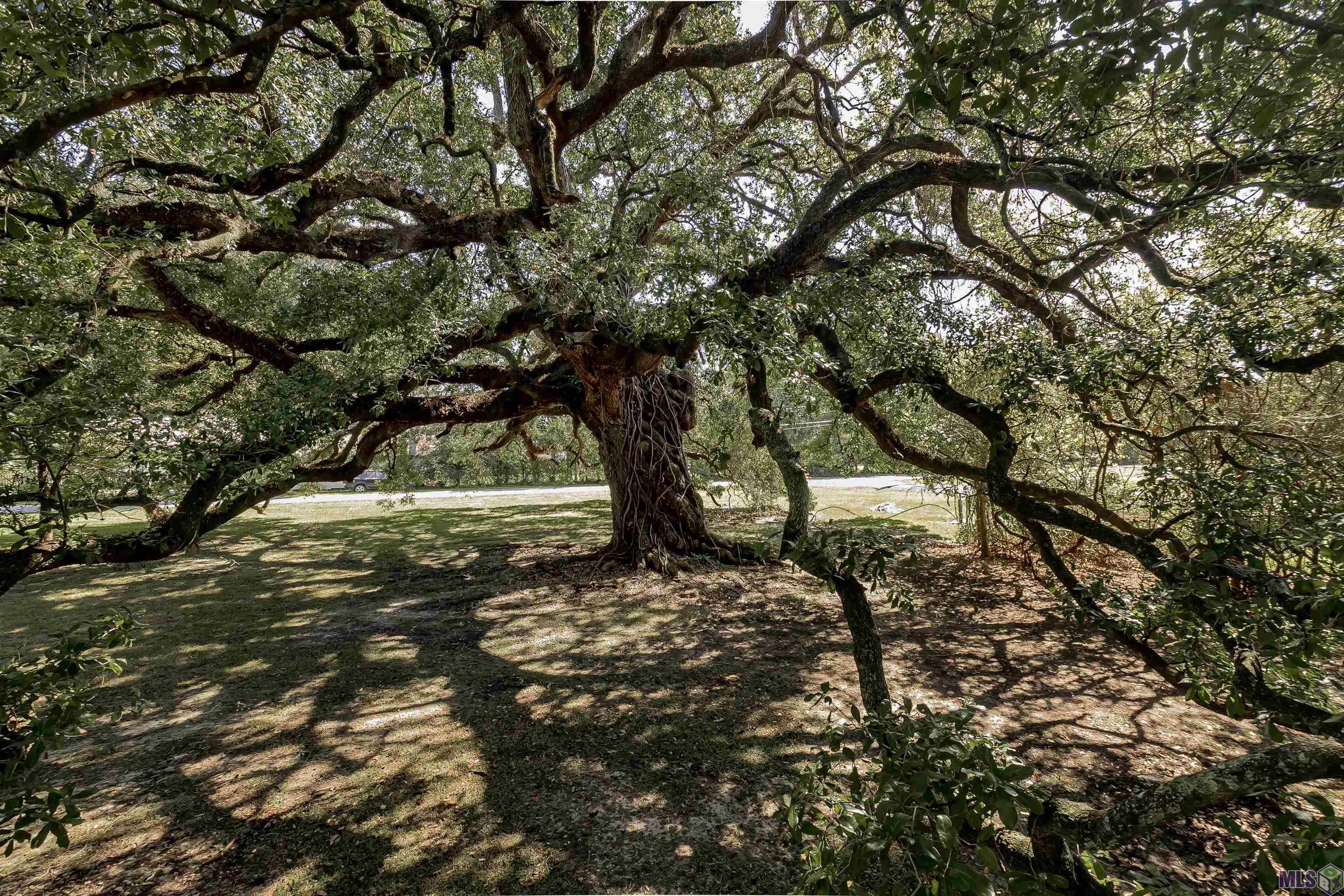 38327 Cornerview Road Gonzales, LA 70737 - Photo 37 of 43 Beautiful Oak Trees