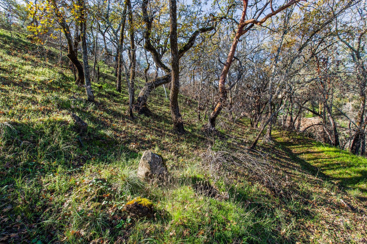 a view of a yard with plants and trees