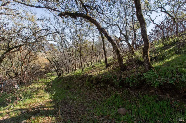 a view of a yard with a tree