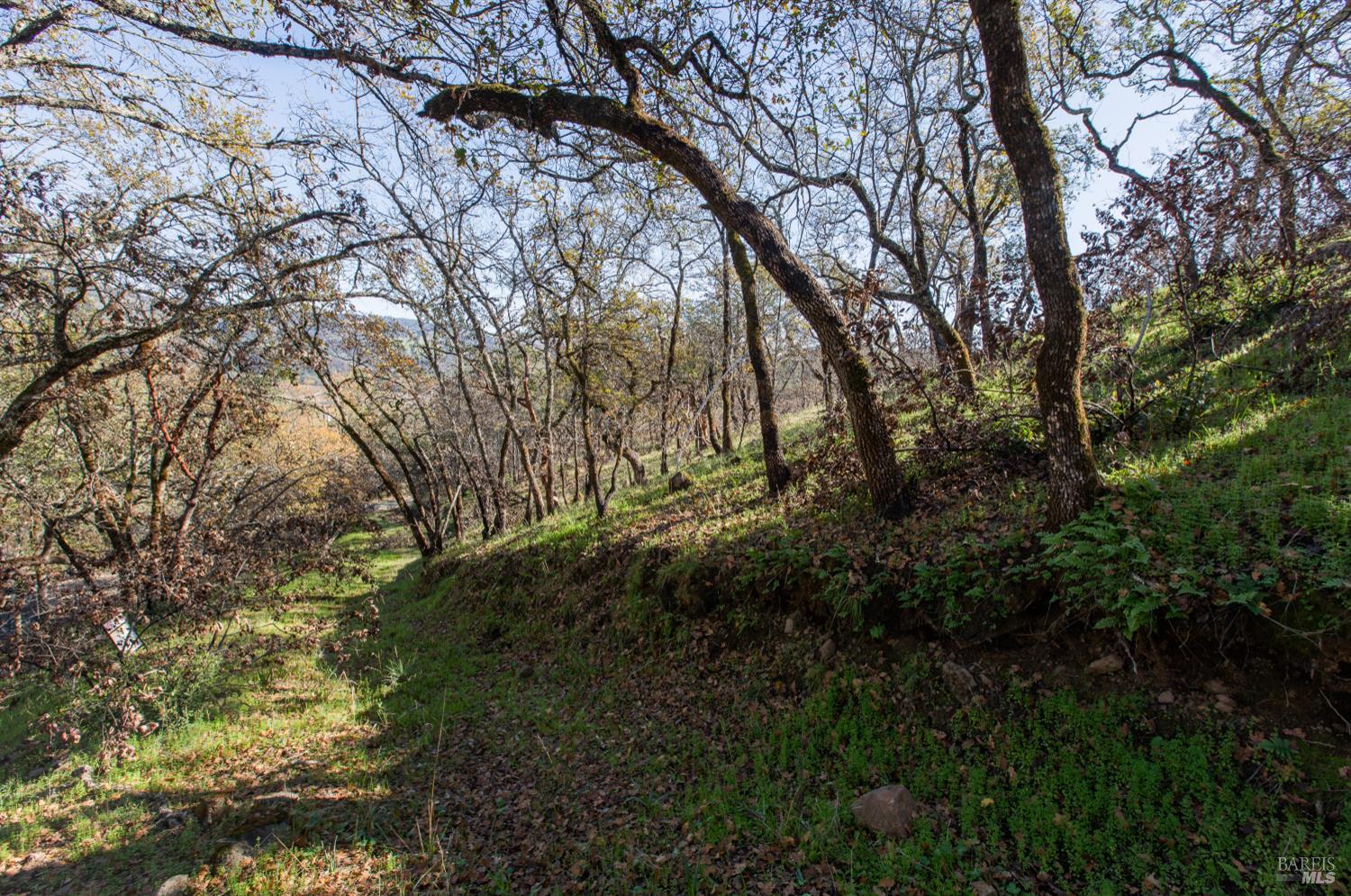 0 Tucker Road Calistoga, CA 94515 - Photo 13 of 14 a view of a yard with a tree