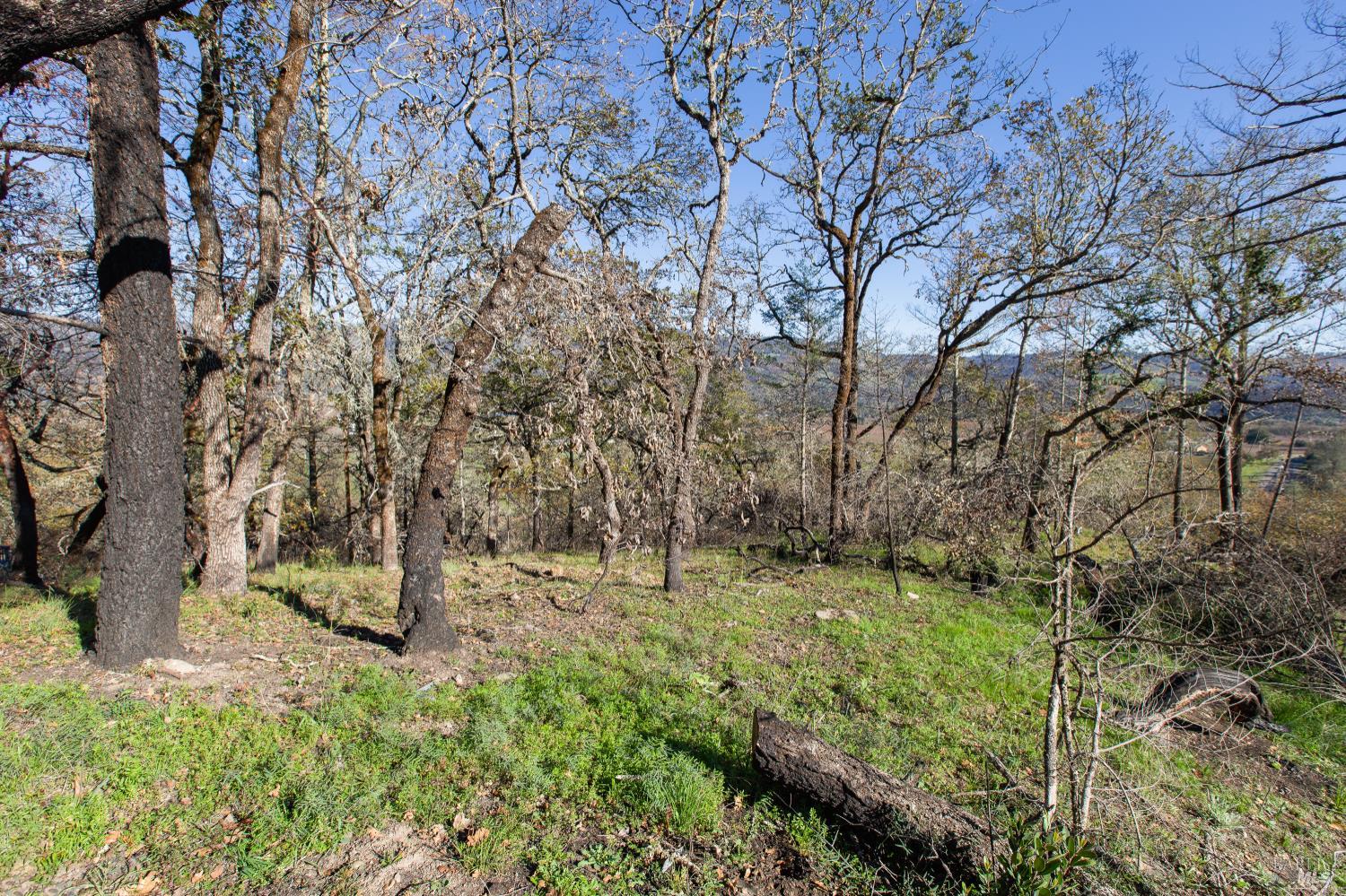 0 Tucker Road Calistoga, CA 94515 - Photo 2 of 14 a big yard with lots of green space and plants