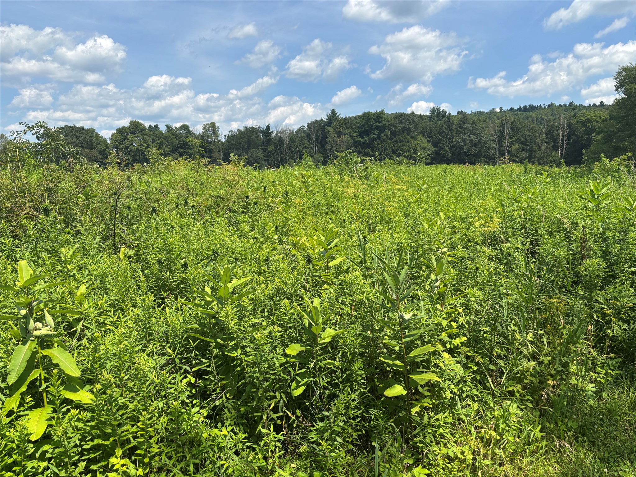 0 River Road Mount Upton, NY 13809 - Photo 39 of 40