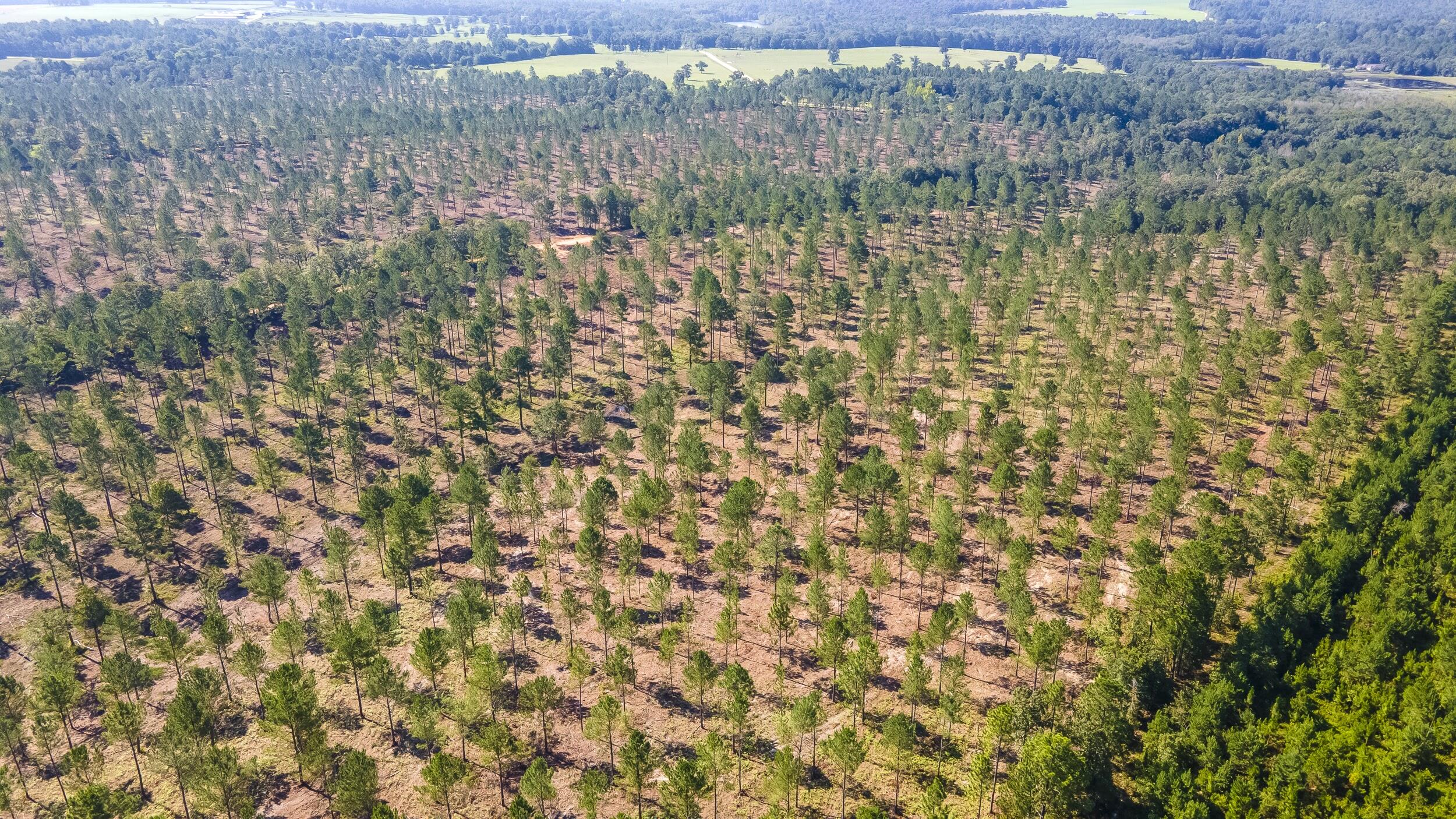 Lot 2 Bluffwood Road Wagener, SC 29164 - Photo 9 of 9