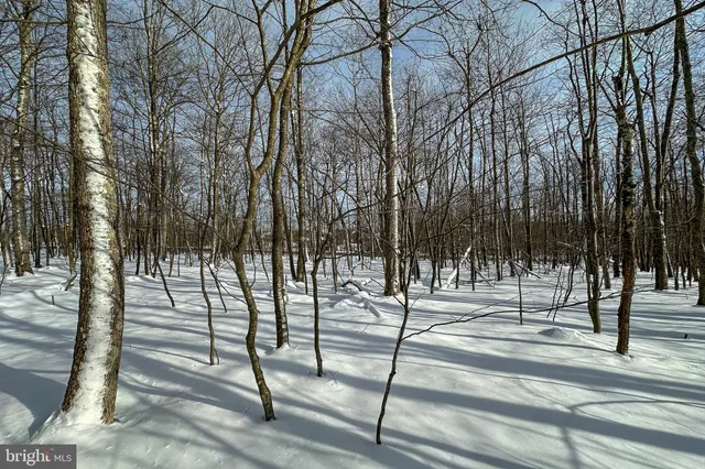 a view of outdoor space with lots of trees