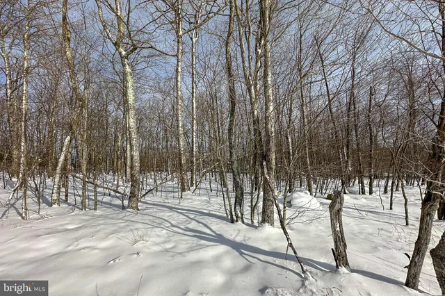 a view of a lush green forest with trees and houses