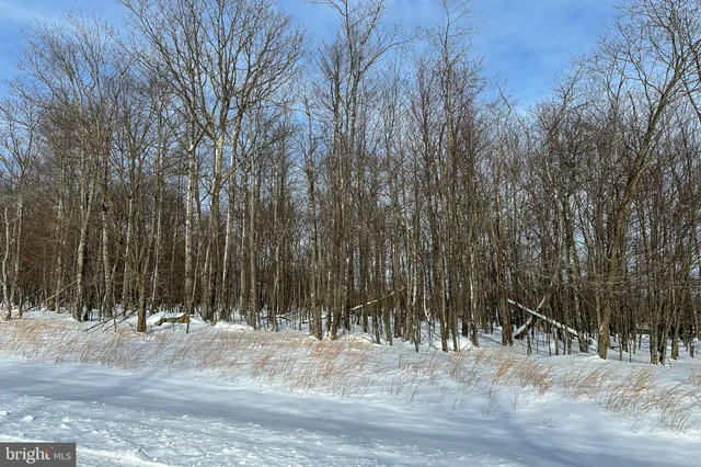 a view of outdoor space with trees
