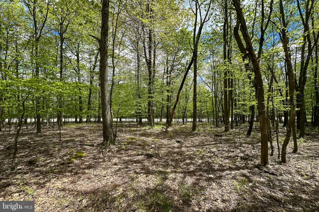 a view of outdoor space with trees