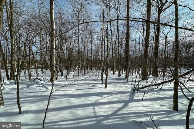 a view of a yard and tree s