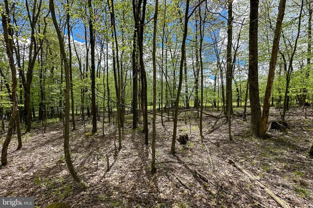 a view of a yard with entertaining space