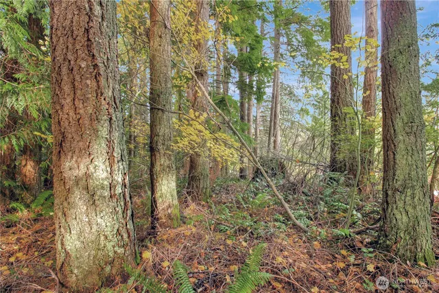 a view of a garden with large trees