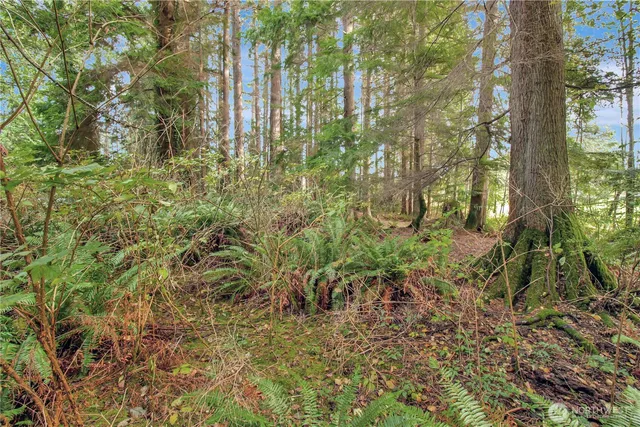 a close up of a plant in a garden
