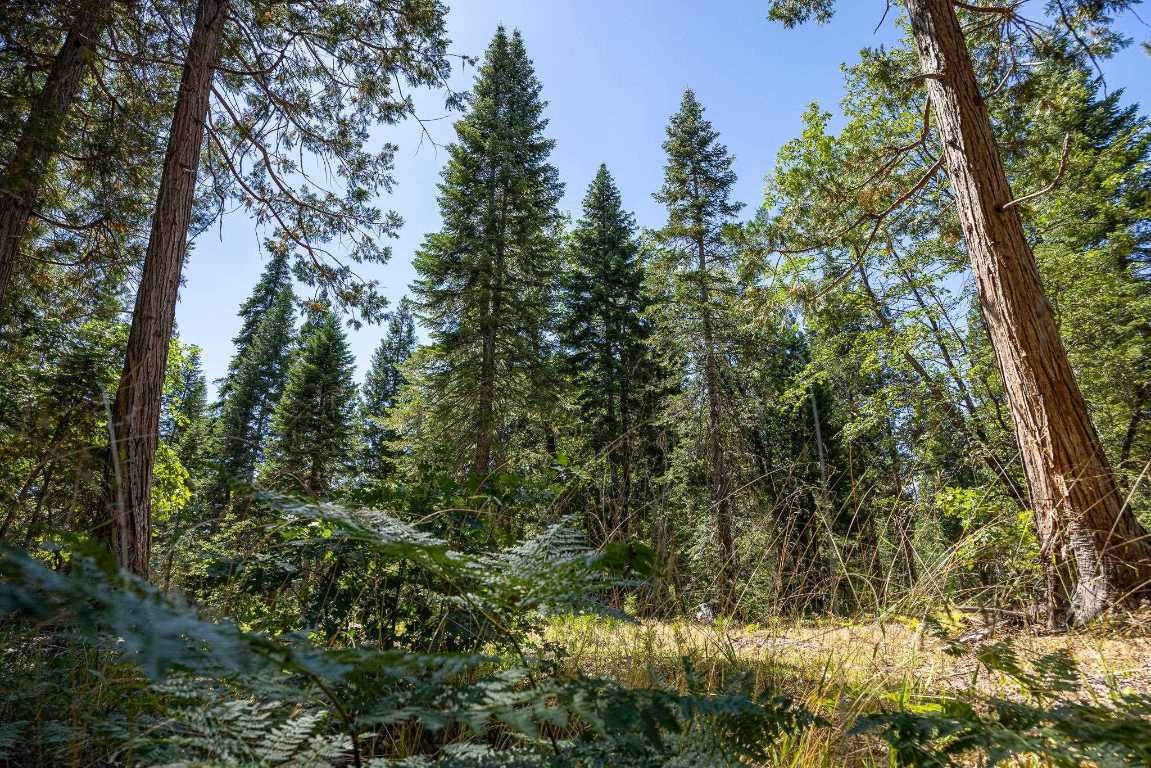 Lot East Intake Springs Road McCloud, CA 96057 - Photo 12 of 32 Gallery Image 12