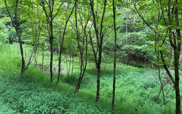 $20,000 | Lot 12 Preserve At Beach Mountain, Warne, NC 28909