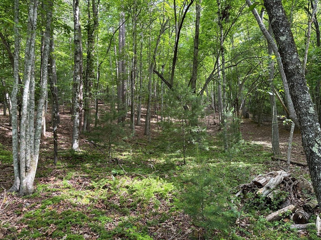 0 Caney Creek Road Murphy, NC 28906 - Photo 3 of 5 Gallery Image 3