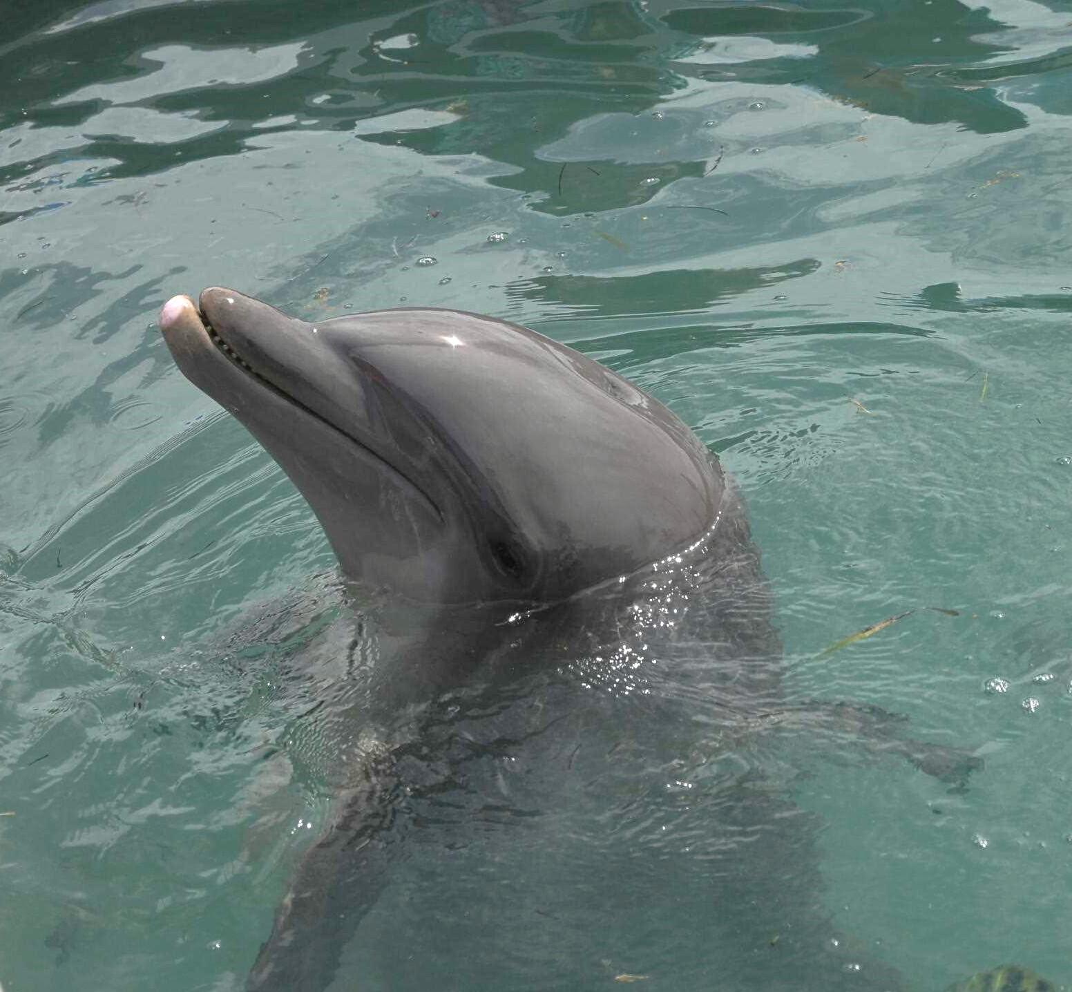 7213 Simran Lane Marathon, FL 33050 - Photo 37 of 40 a view of outdoor space and yard