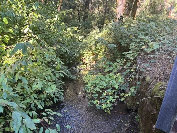 a view of a plants with yard