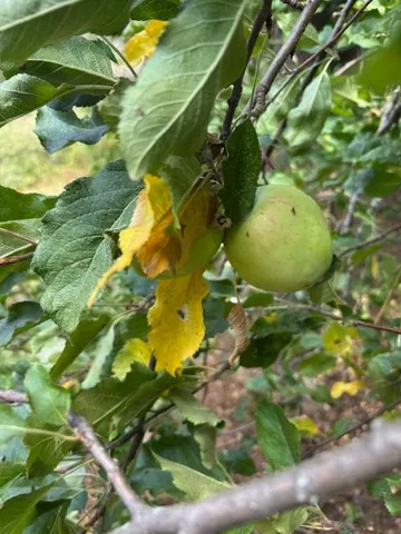 $72,500 | 2936 Independence Road, Mokelumne Hill, CA 95245