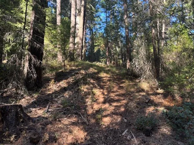 a view of a forest filled with trees